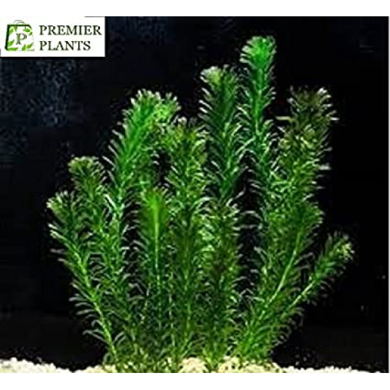 Hydrilla/Egeria densa Aquarium LIVE Plants