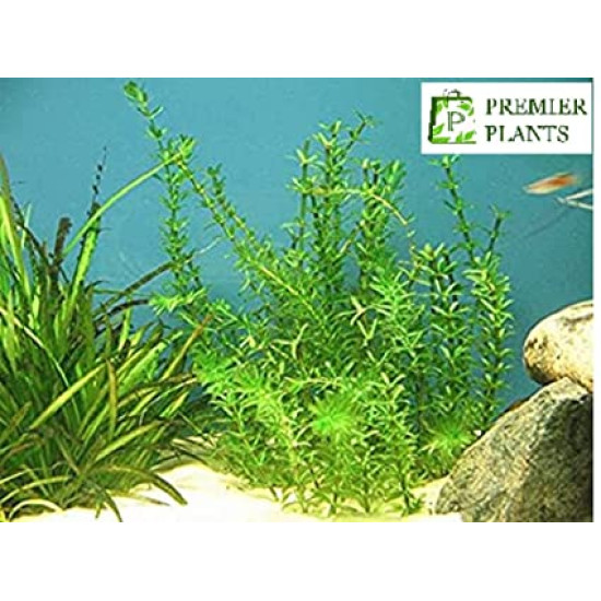 Hydrilla/Egeria densa Aquarium LIVE Plants